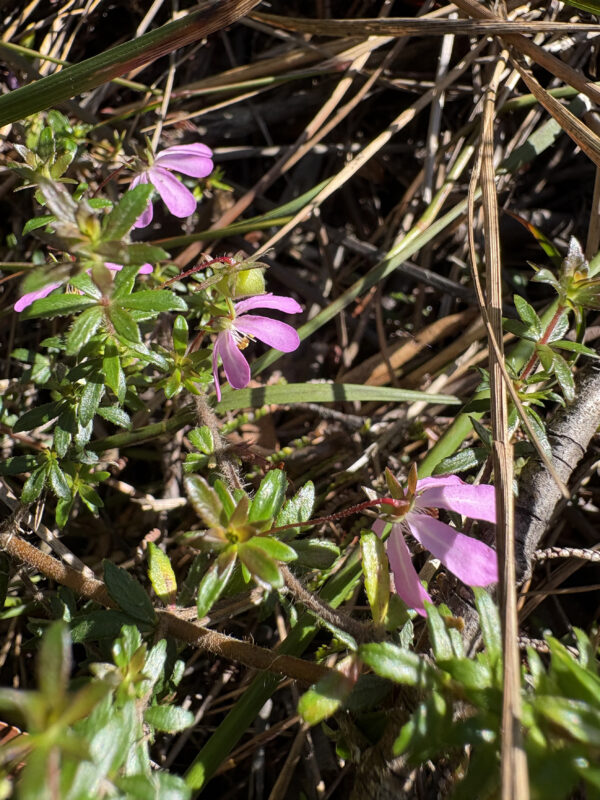 Flowers of the mountains