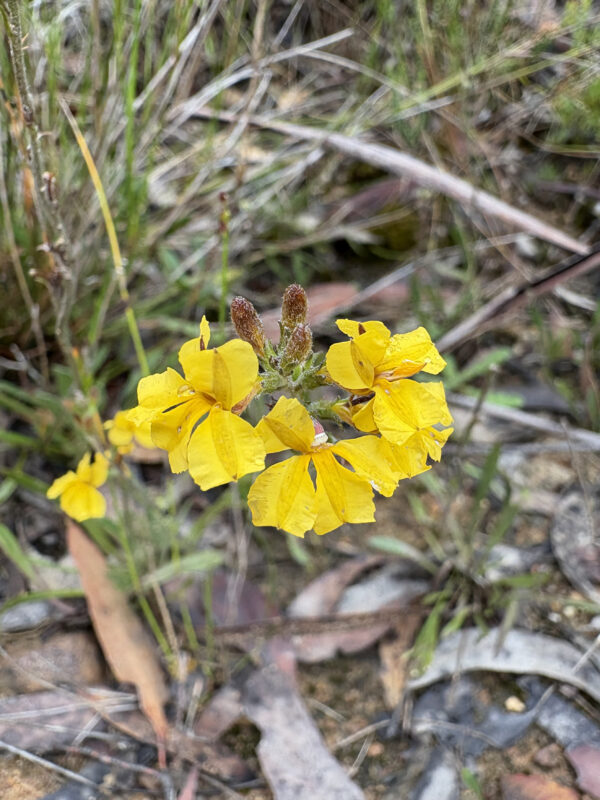 Flowers of the mountains