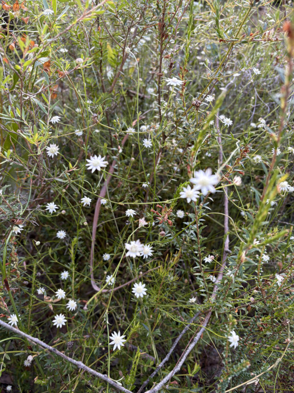 Flowers of the mountains