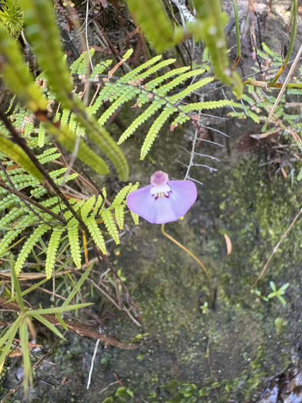Flowers of the mountains